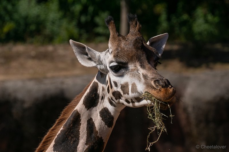 DSC00433.JPG - Rotschildgiraffe