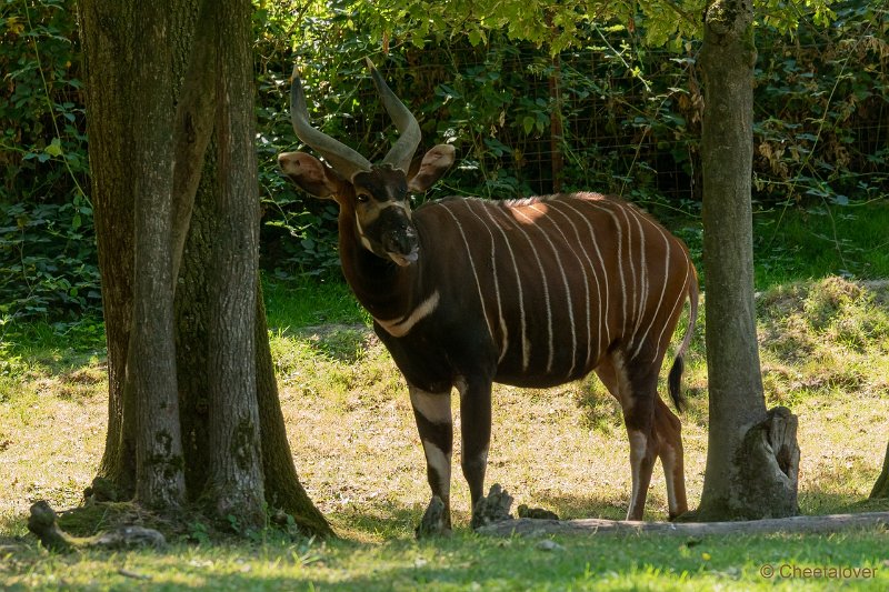 DSC00629.JPG - Bongo