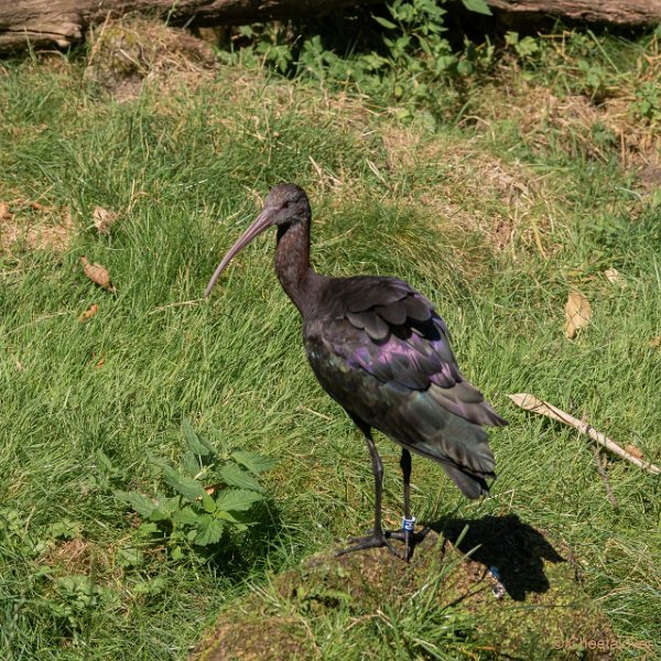 DSC00679.JPG - Puna Ibis