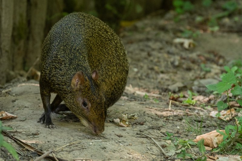 DSC00711.JPG - Azara agouti