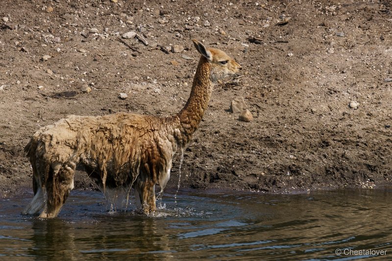 DSC00242.JPG - Vicuna