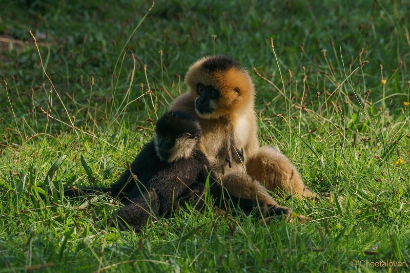 DSC00241.JPG - Witwanggibbon