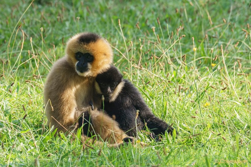 DSC00253.JPG - Witwanggibbon