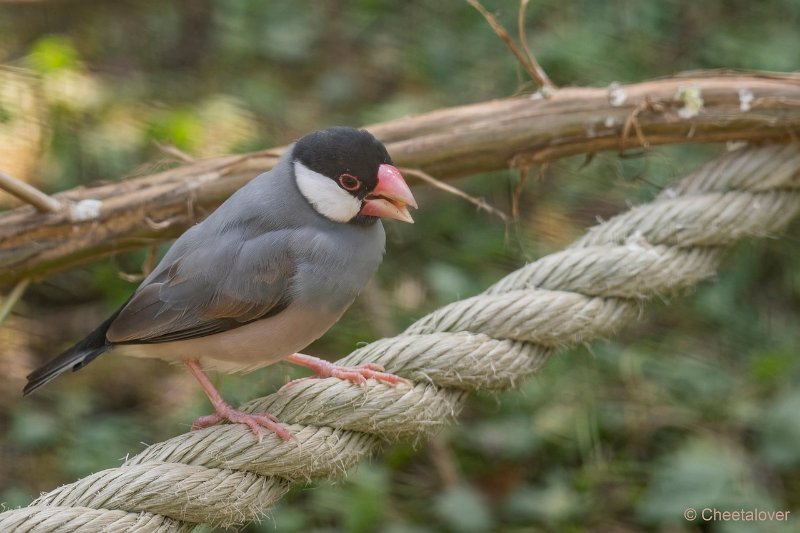 DSC00321.JPG - Rijstvogel