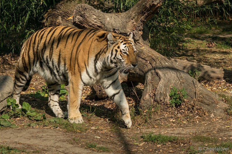 DSC00351.JPG - Siberische Tijger