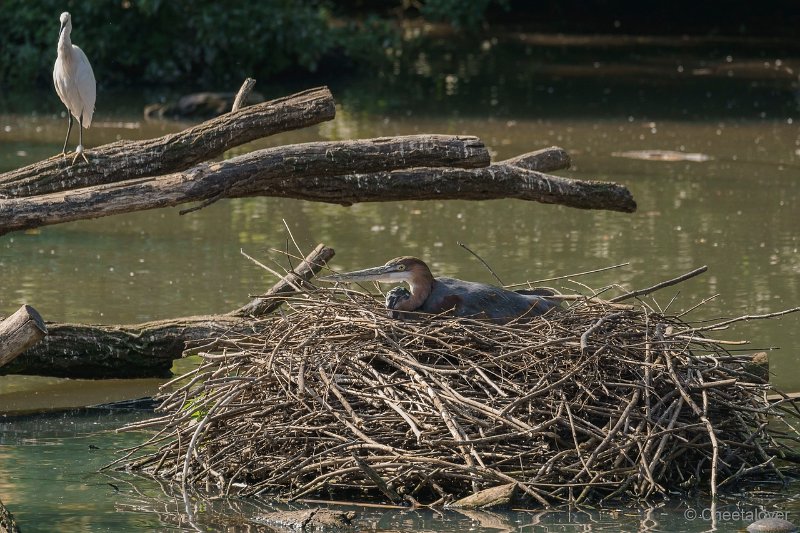 DSC00647.JPG - Goliathreiger op nest en Kleine Zilverreiger