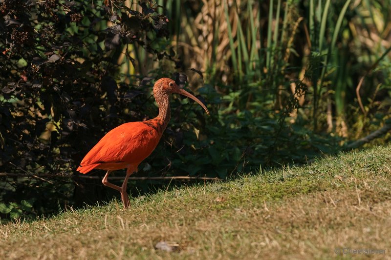 DSC00728.JPG - Rode Ibis