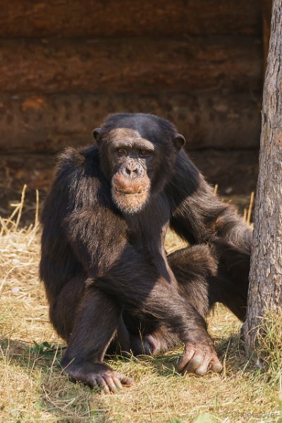 DSC00763.JPG - Chimpansee