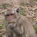 2020-07-29 Dierenrijk