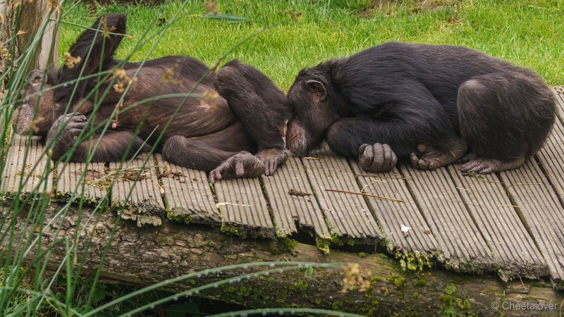 DSC00015.JPG - Chimpansee