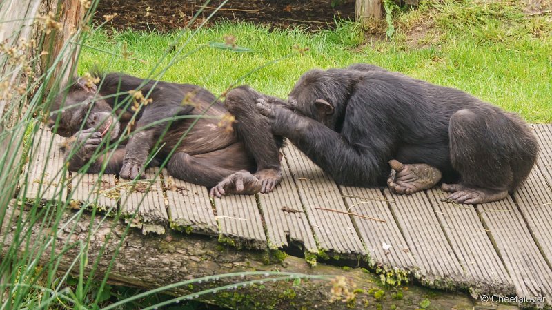 DSC00018.JPG - Chimpansee