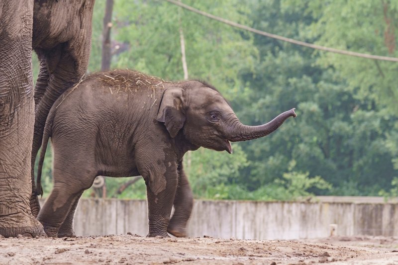 DSC00123.JPG - Aziatische Olifant