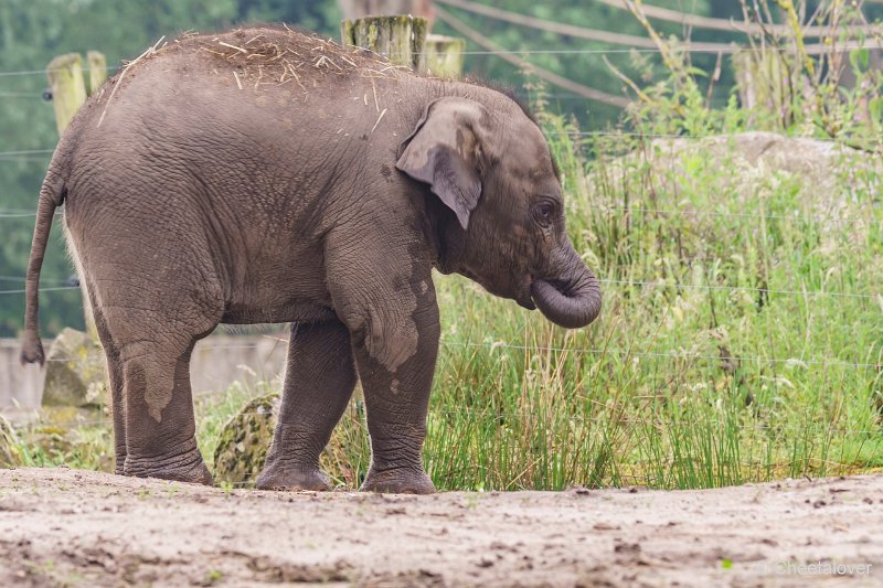 DSC00131.JPG - Aziatische Olifant