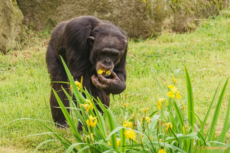 DSC00255.JPG - Chimpansee