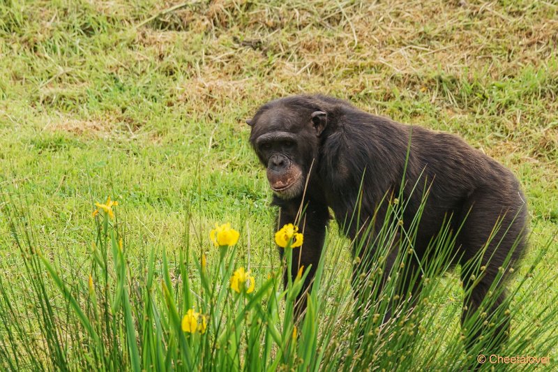 DSC00258.JPG - Chimpansee