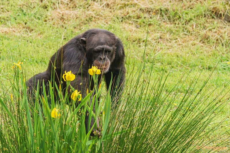 DSC00259.JPG - Chimpansee