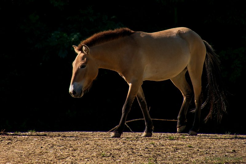 DSC00047.JPG - Przewalskipaard
