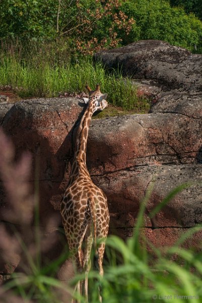 DSC00068.JPG - Rothschild Giraffe