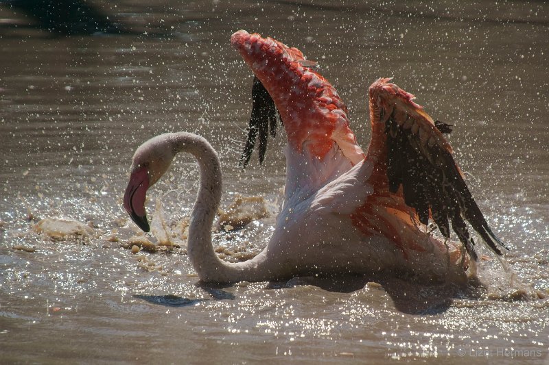 DSC00109.JPG - Grote Flamingo