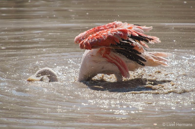 DSC00128.JPG - Grote Flamingo