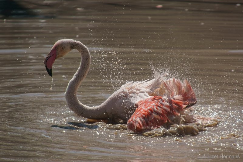DSC00132.JPG - Grote Flamingo