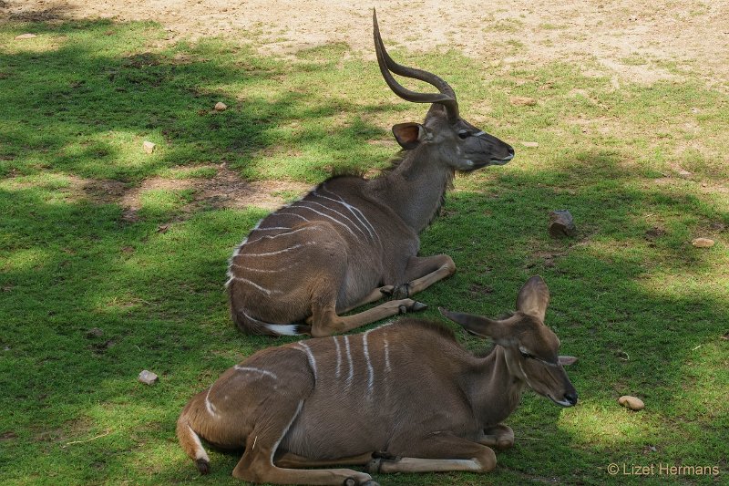 DSC00182.JPG - Grote Kudu