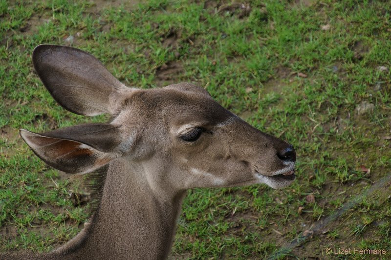 DSC00185.JPG - Grote Kudu