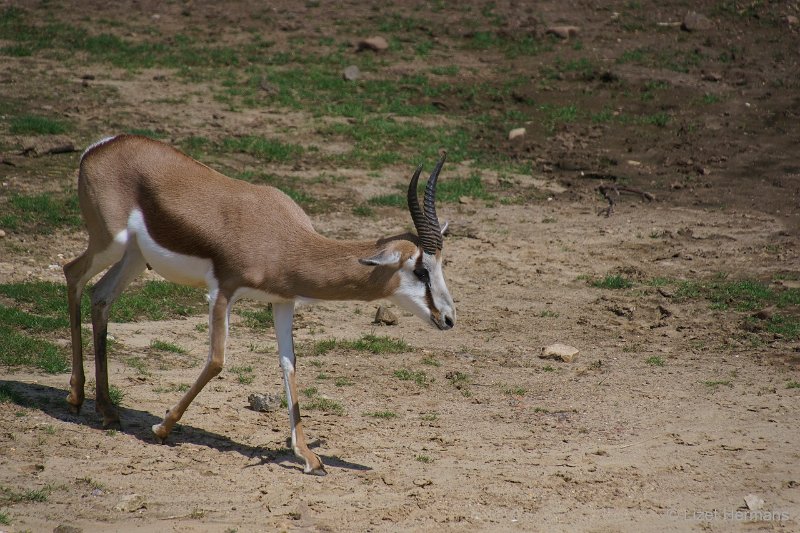 DSC00193.JPG - Springbok