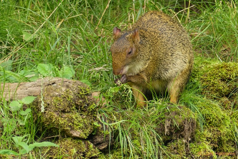 P1090578.JPG - Azara Agouti