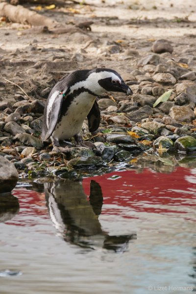 DSC00068.JPG - Afrikaanse Pinguïn