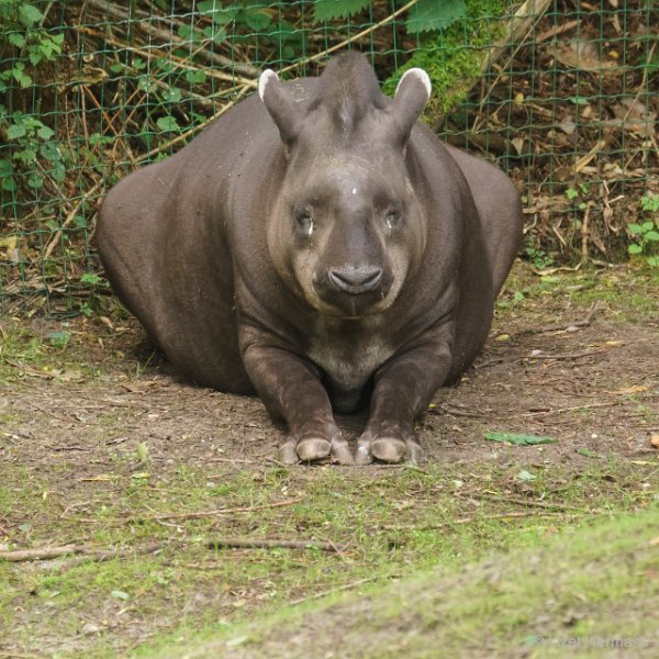 DSC00100.JPG - Tapir