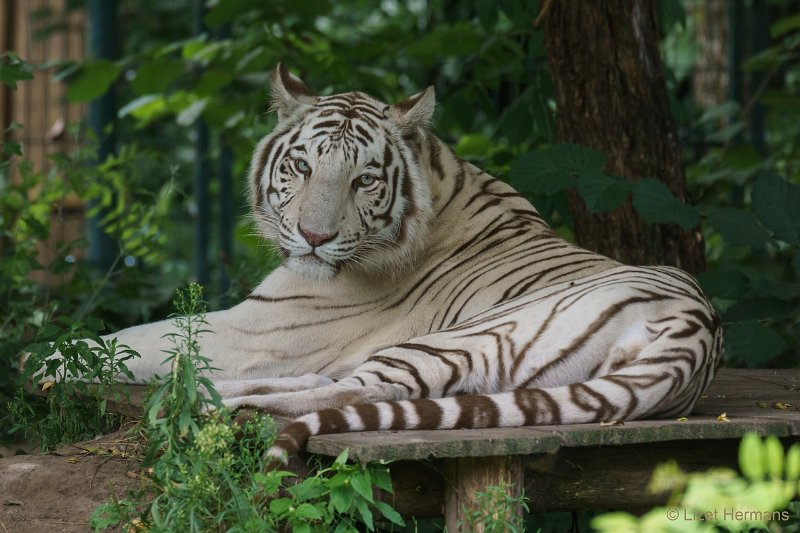 DSC00153.JPG - Witte Tijger