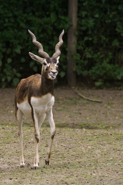 DSC00287.JPG - Indische Antilope