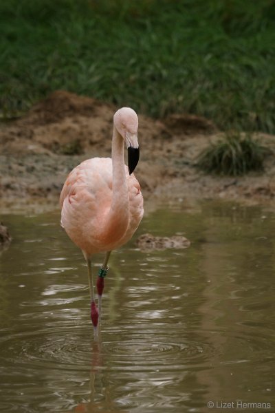 DSC00307.JPG - Chileense Flamingo