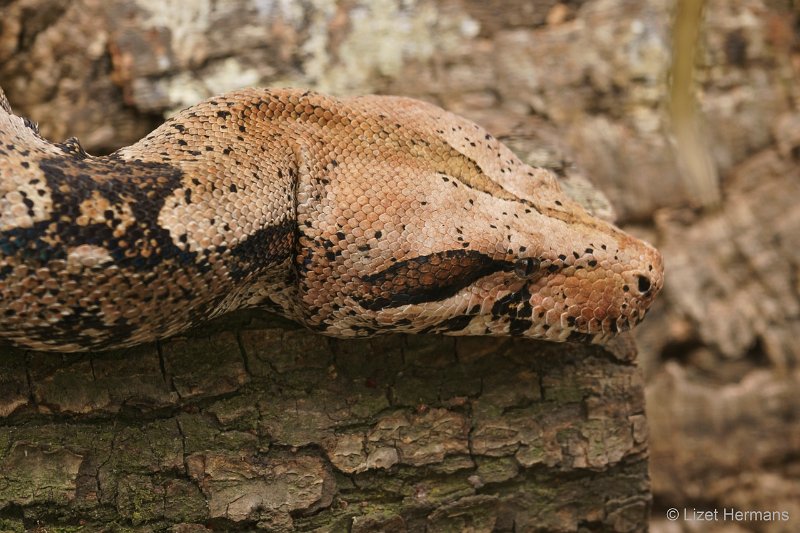 DSC00335.JPG - Boa Constrictor