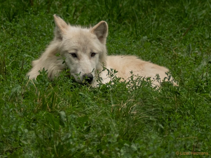 P1100350.JPG - Hudson Bay Wolf