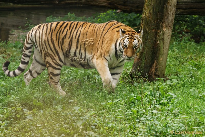 DSC00002.JPG - Amurtijger