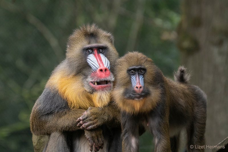 DSC00038.JPG - Mandril