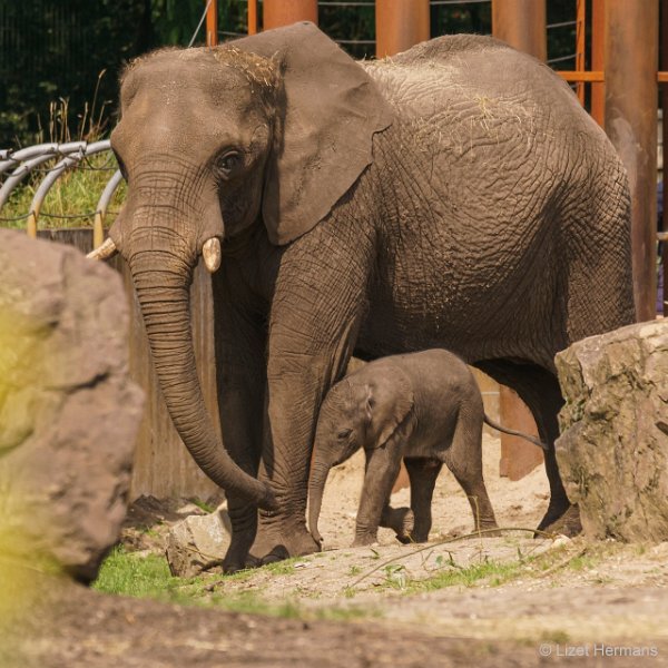 DSC00415.JPG - Afrikaanse Olifant