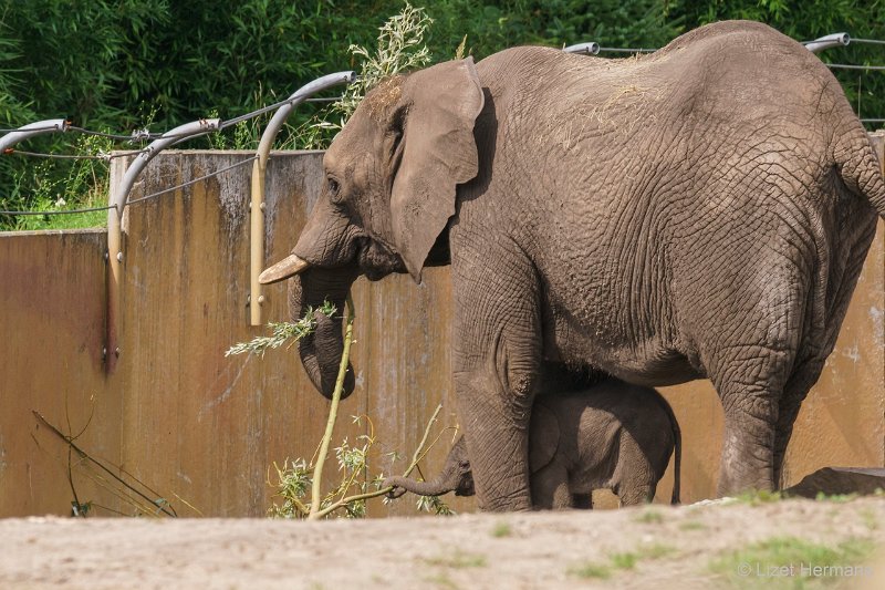 DSC00462.JPG - Afrikaanse Olifant