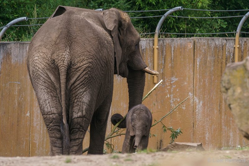 DSC00509.JPG - Afrikaanse Olifant