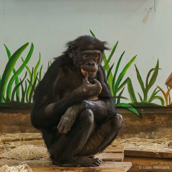 DSC00543.JPG - Bonobo