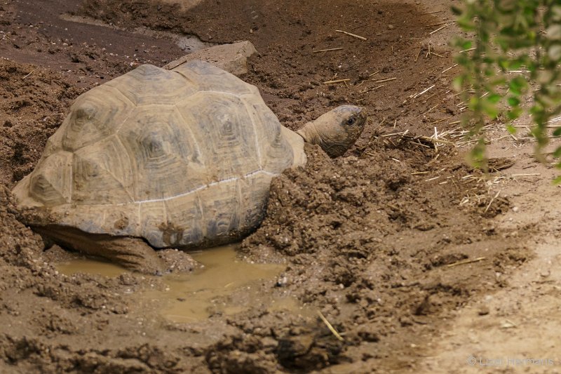 DSC00605.JPG - Aldabraschildpad