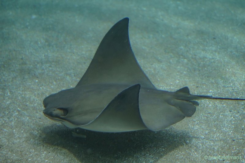 DSC00236.JPG - Oceanium