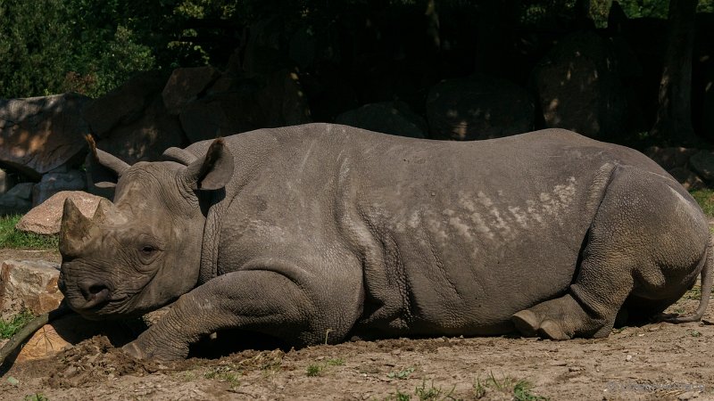 DSC00543.JPG - Zwarte Neushoorn