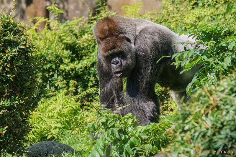 DSC00720.JPG - Gorilla