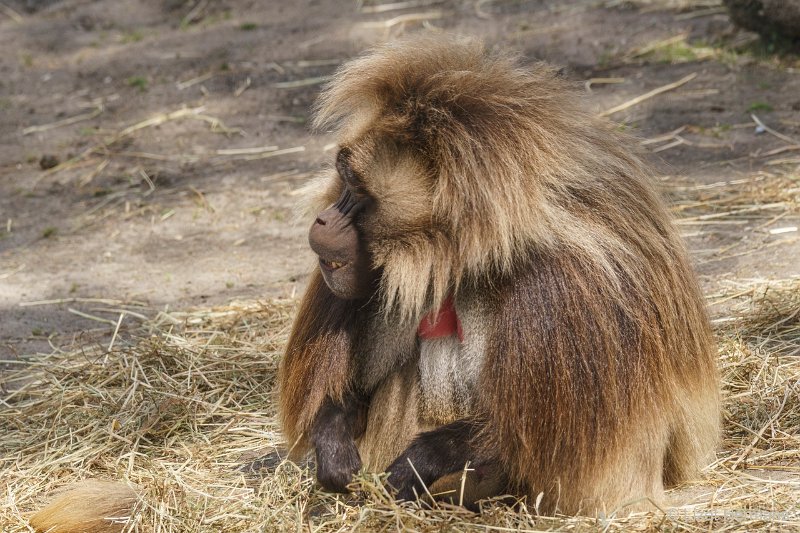 DSC00771.JPG - Gelada