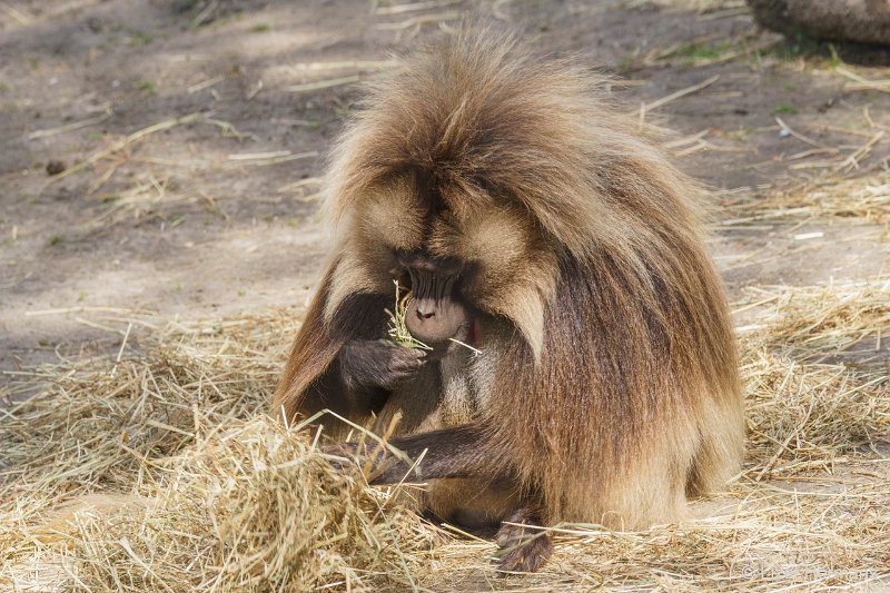 DSC00775.JPG - Gelada