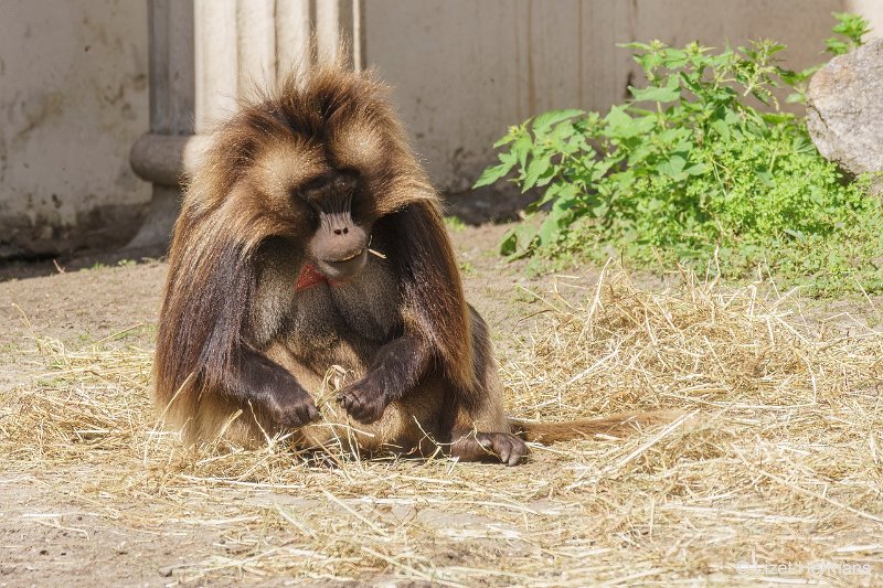 DSC00789.JPG - Gelada