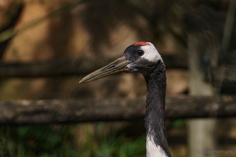 DSC00970.JPG - Japanse Kraanvogel